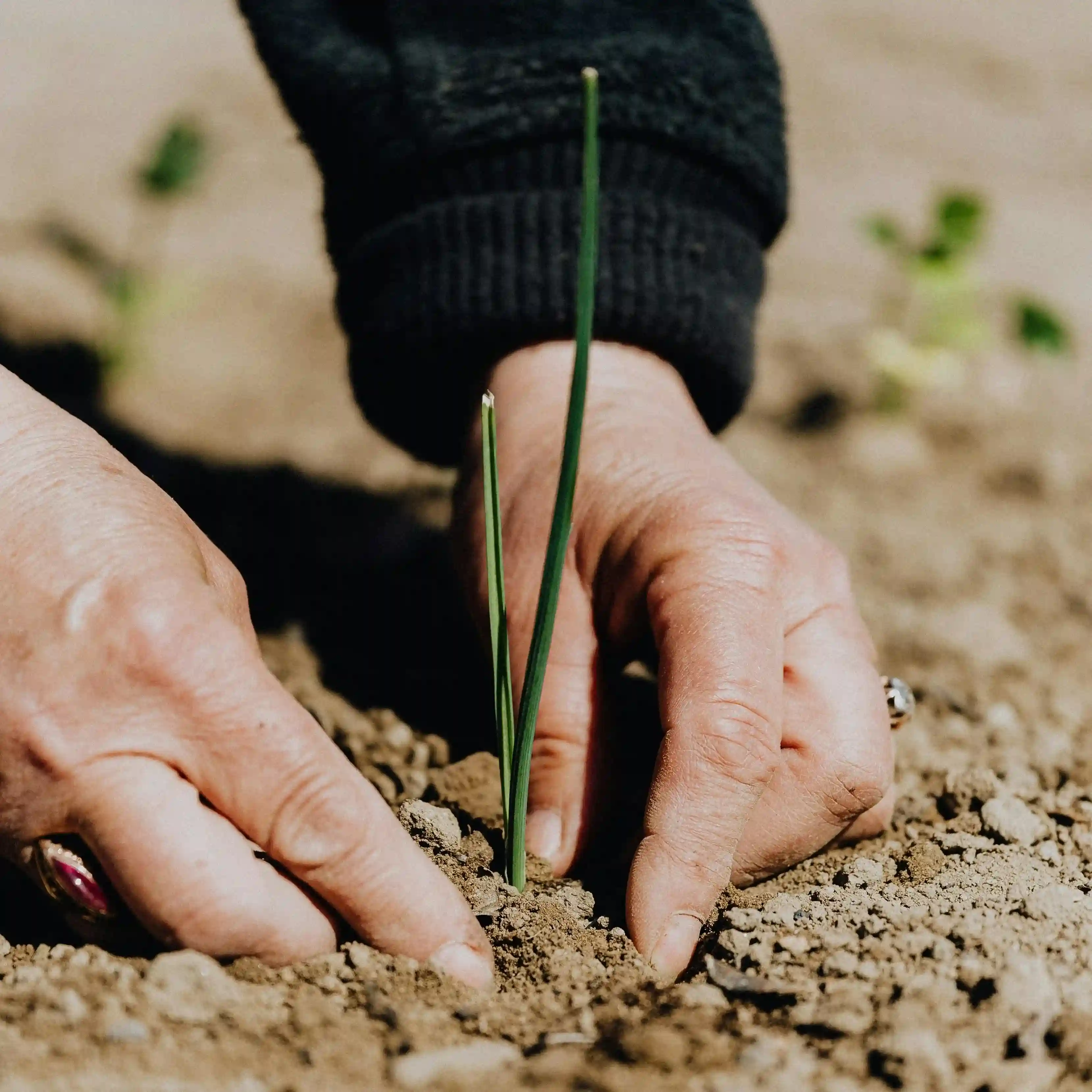 Supply Chain Management